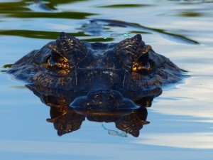 Pantanal