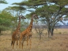 Africké Safari, ostrov Zanzibar a Kilimandžáro