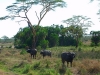 Africké Safari, ostrov Zanzibar a Kilimandžáro
