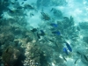 Africké Safari, ostrov Zanzibar a Kilimandžáro