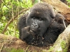 Africké Safari, ostrov Zanzibar a Kilimandžáro