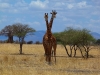 Africké Safari, ostrov Zanzibar a Kilimandžáro