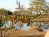 Africké Safari, ostrov Zanzibar a Kilimandžáro
