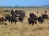 Africké Safari, ostrov Zanzibar a Kilimandžáro