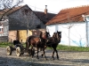 Banát