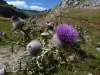 Bjelašnica – Bosna/Hercegovina