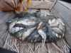 delta-dunaja-144