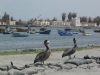 Ecuador - Peru - Bolívia - Chile