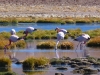 Ecuador - Peru - Bolívia - Chile