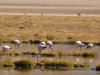 Ecuador - Peru - Bolívia - Chile