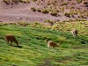 Ecuador - Peru - Bolívia - Chile