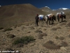 Foto zo zájazdu Ladakh treking v Malom Tibete 2013