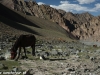 Foto zo zájazdu Ladakh treking v Malom Tibete 2013