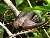 Galapágy a Ecuador 2013