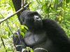 Gorily, rafting, najkrajšia hora, safari  a oceán – Afrika 2014