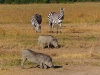 Gorily, rafting, najkrajšia hora, safari  a oceán – Afrika 2014