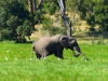 Gorily, rafting, najkrajšia hora, safari  a oceán – Afrika 2014
