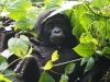 Gorily, rafting, najkrajšia hora, safari  a oceán – Afrika 2014