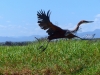 Gorily, rafting, najkrajšia hora, safari  a oceán – Afrika 2014