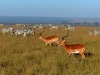 Gorily, rafting, najkrajšia hora, safari  a oceán – Afrika 2014