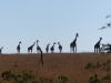 Gorily, rafting, najkrajšia hora, safari  a oceán – Afrika 2014