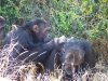 Gorily, rafting, najkrajšia hora, safari  a oceán – Afrika 2014