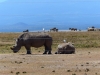Gorily, rafting, najkrajšia hora, safari  a oceán – Afrika 2014