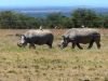 Gorily, rafting, najkrajšia hora, safari  a oceán – Afrika 2014
