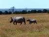 Gorily, rafting, najkrajšia hora, safari  a oceán – Afrika 2014