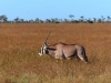 Gorily, rafting, najkrajšia hora, safari  a oceán – Afrika 2014