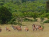 Gorily, rafting, najkrajšia hora, safari  a oceán – Afrika 2014