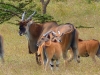 Gorily, rafting, najkrajšia hora, safari  a oceán – Afrika 2014