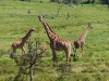 Gorily, rafting, najkrajšia hora, safari  a oceán – Afrika 2014