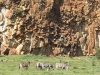 Gorily, rafting, najkrajšia hora, safari  a oceán – Afrika 2014