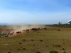 Gorily, rafting, najkrajšia hora, safari  a oceán – Afrika 2014