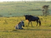 Gorily, rafting, najkrajšia hora, safari  a oceán – Afrika 2014