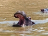 Gorily, rafting, najkrajšia hora, safari  a oceán – Afrika 2014