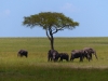 Gorily, rafting, najkrajšia hora, safari  a oceán – Afrika 2014