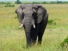 Gorily, rafting, najkrajšia hora, safari  a oceán – Afrika 2014