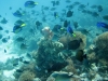 Gorily, rafting, najkrajšia hora, safari  a oceán – Afrika 2014