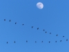 Jarná migrácia žeriavov