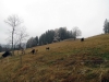 Kohútka - Portáš