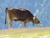 Livigno na bicykli
