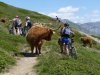 Livigno na bicykli