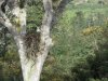 Hniezdo