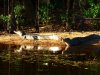 Pantanal