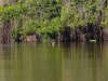 Pantanal