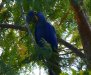 Pantanal