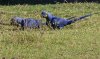 Pantanal