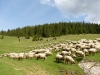 Rumunsko - Apuseni - máj 2015